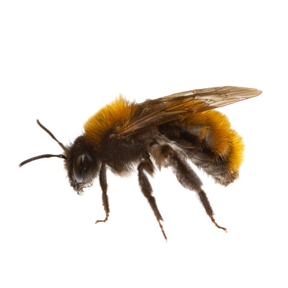 Andrena Fulva