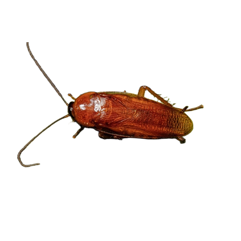 Lesser cockroach