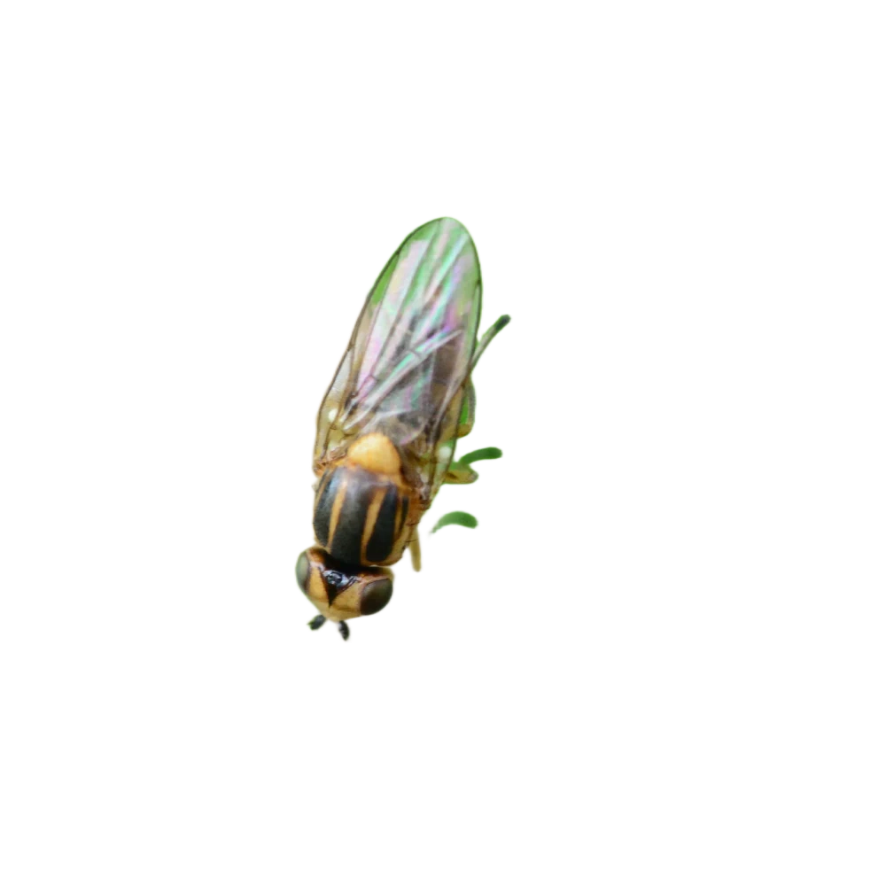 Yellow swarming fly