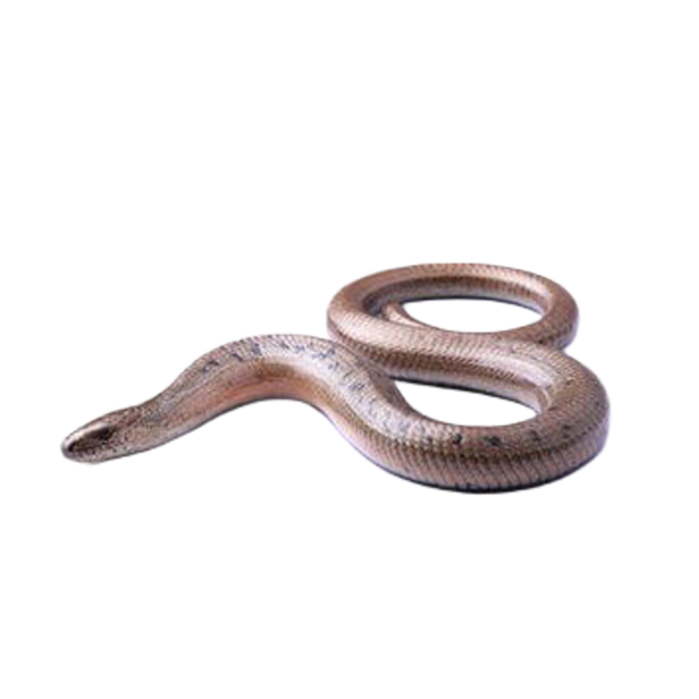 Slow worm