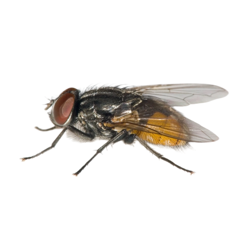 Stallfliege