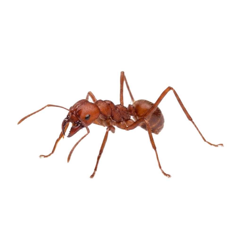 Formiga sauva limão