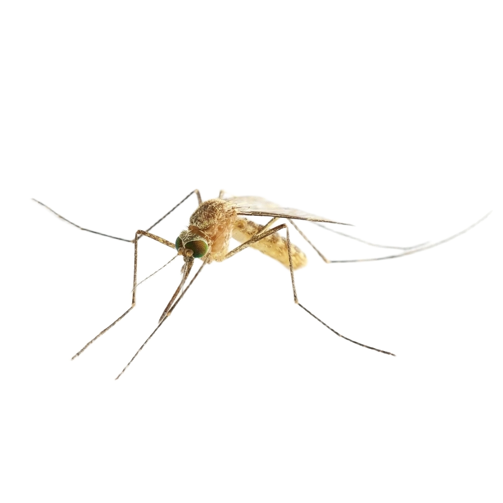 Culex Mosquito
