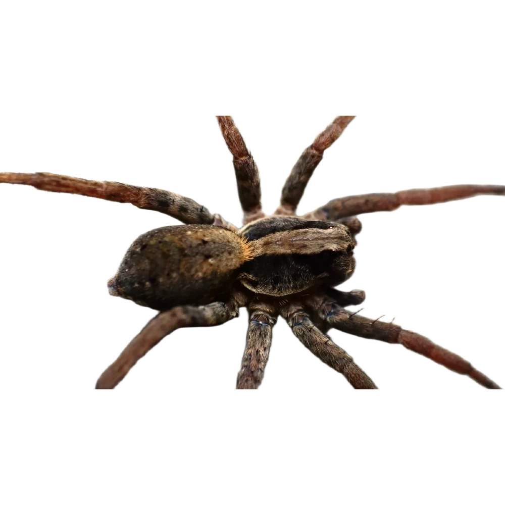 Rustic wolf spider