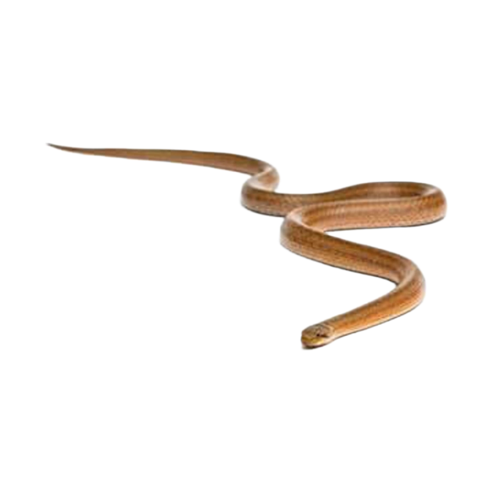 Smooth Snake
