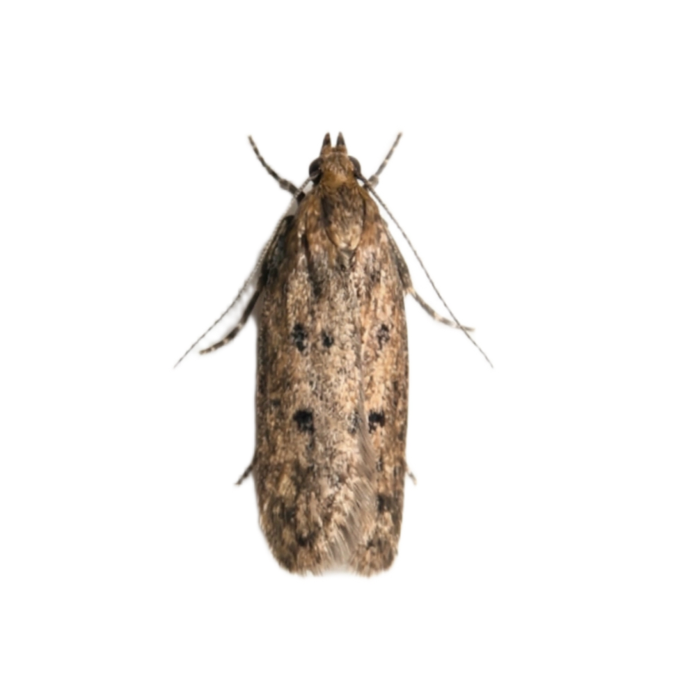 brown-house-moth