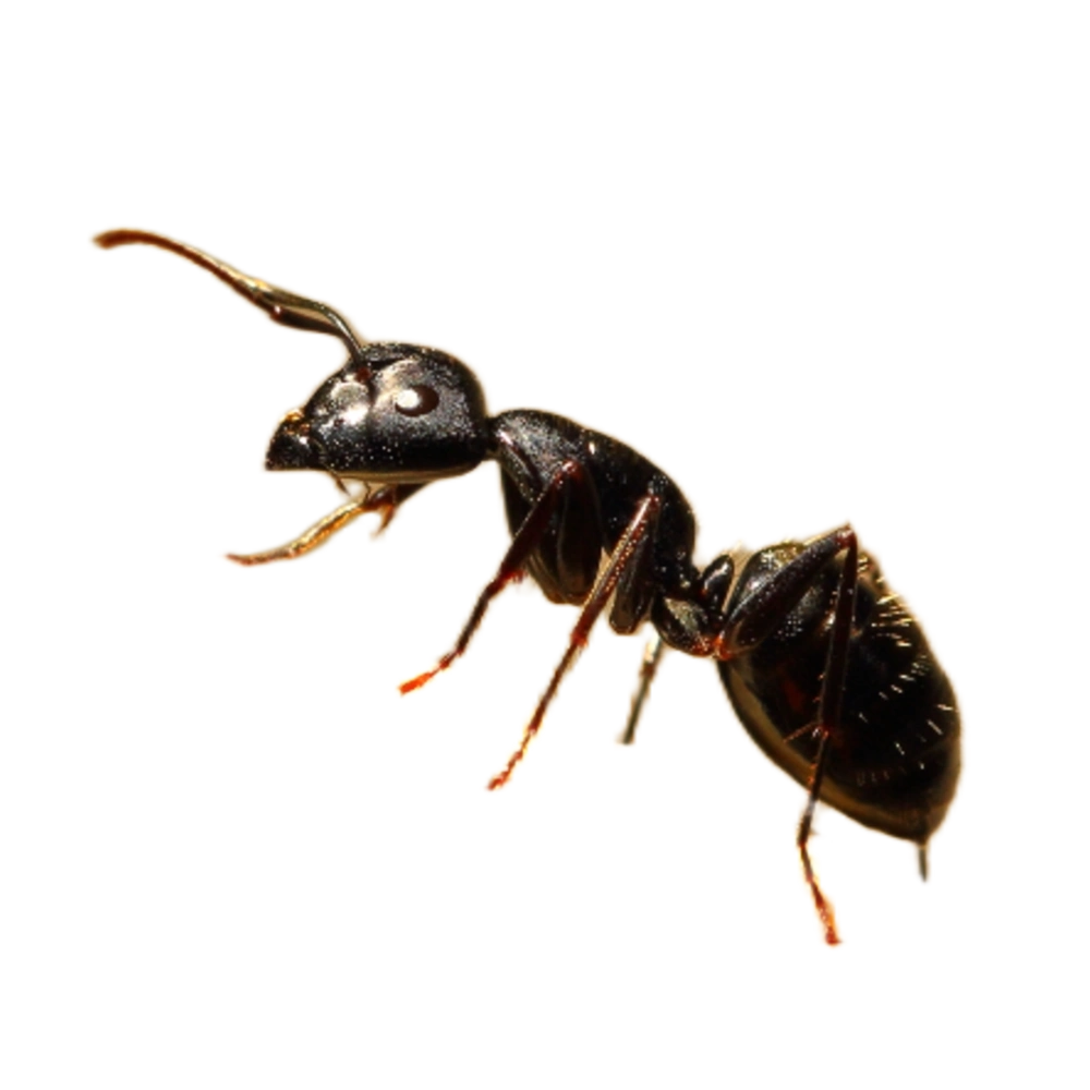 Schwarzgraue Wegameise