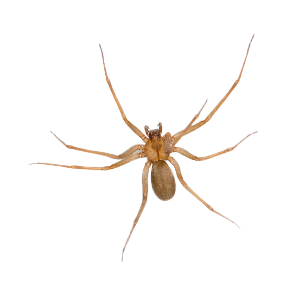 Recluse spider close-up showing its brown body and long legs