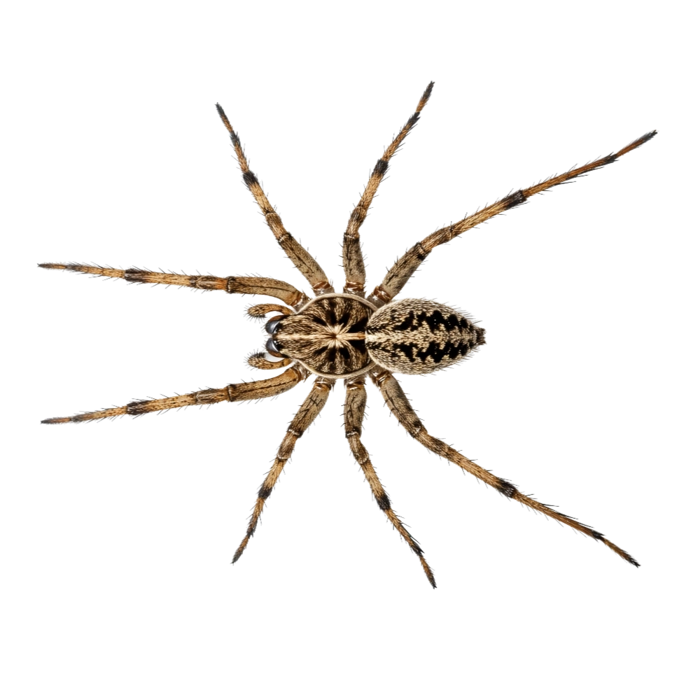 Phalangium Opilio