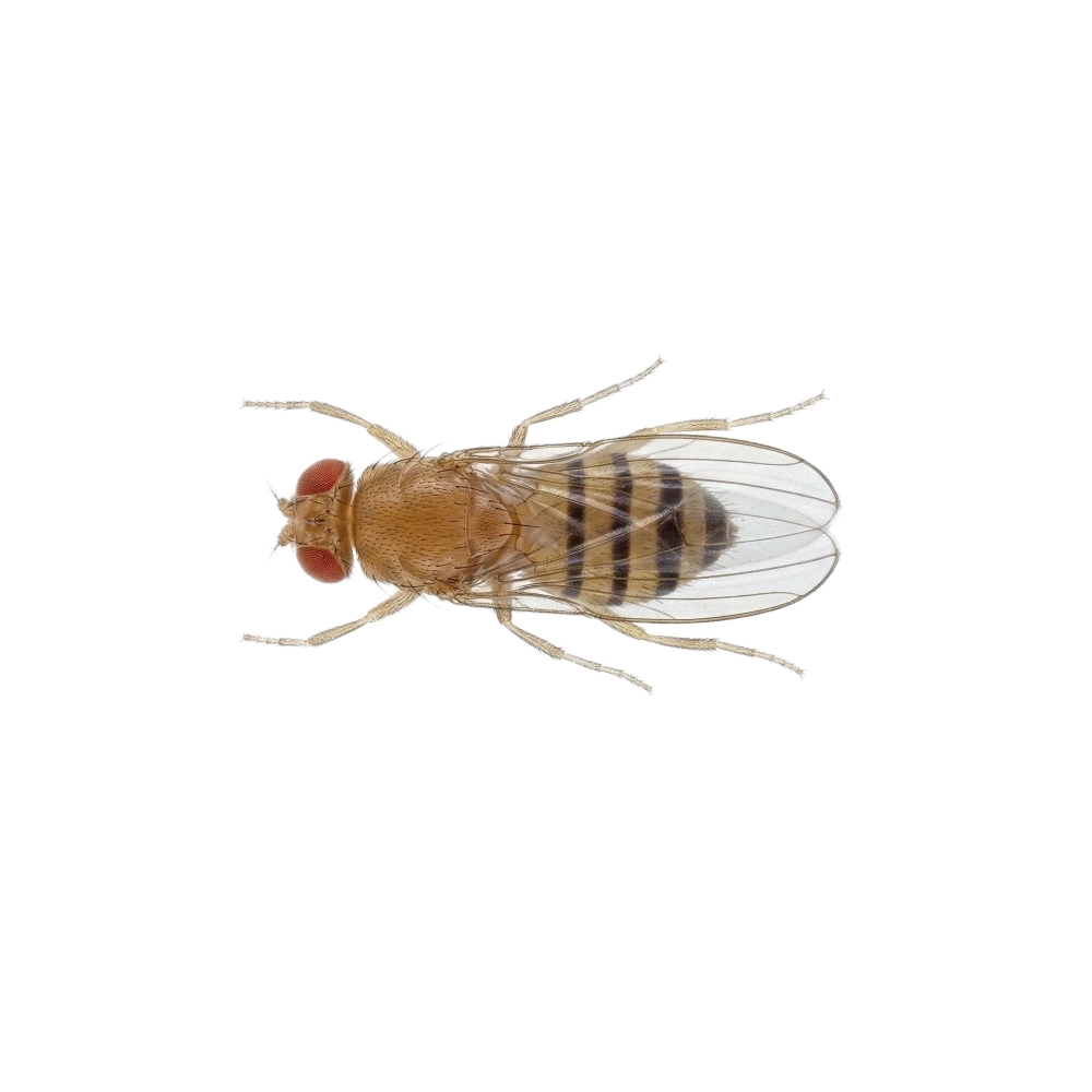 Kleine Essigfliege