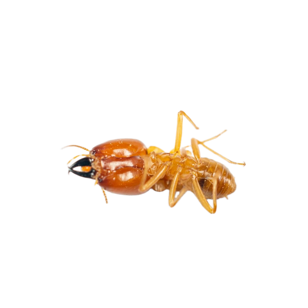 Termitas neoténicas