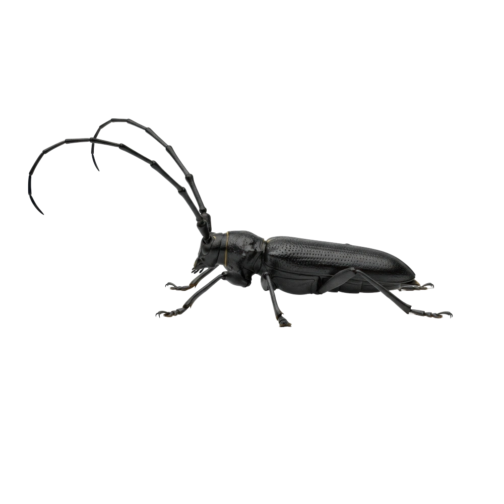 Longhorn Beetle (Kumbang Sesungut Panjang)