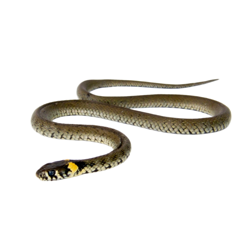 Grass snake – Water snake
