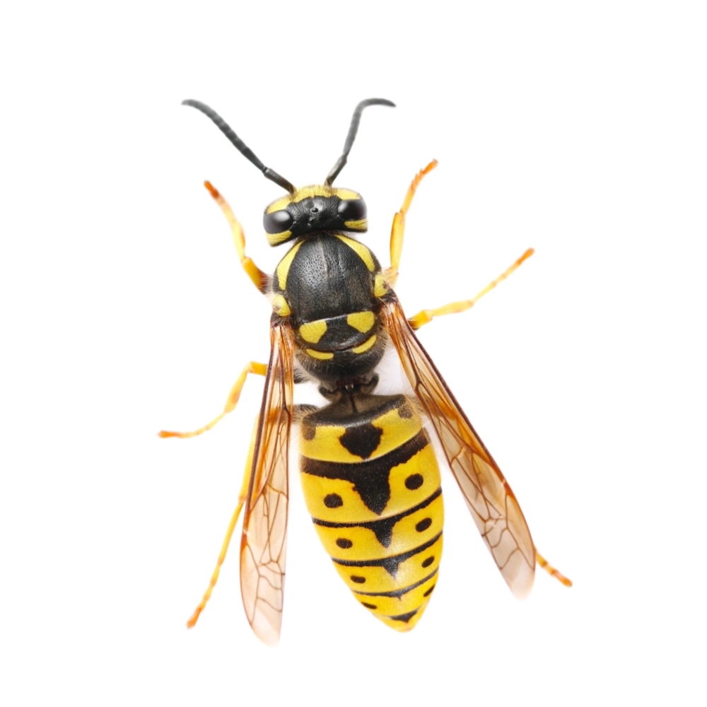 Gemeine bzw. gewöhnliche Wespe