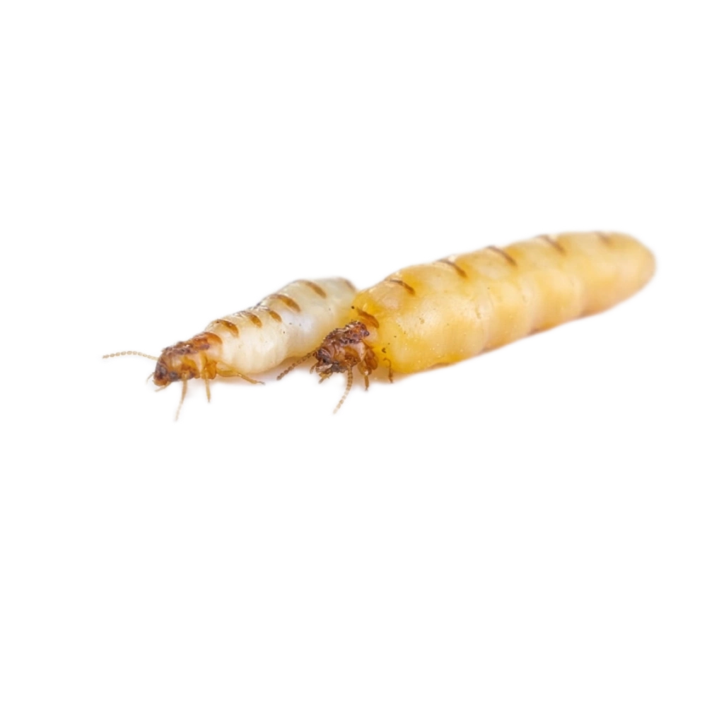Termite Queen & King
