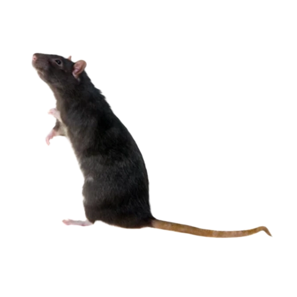 Hausratten