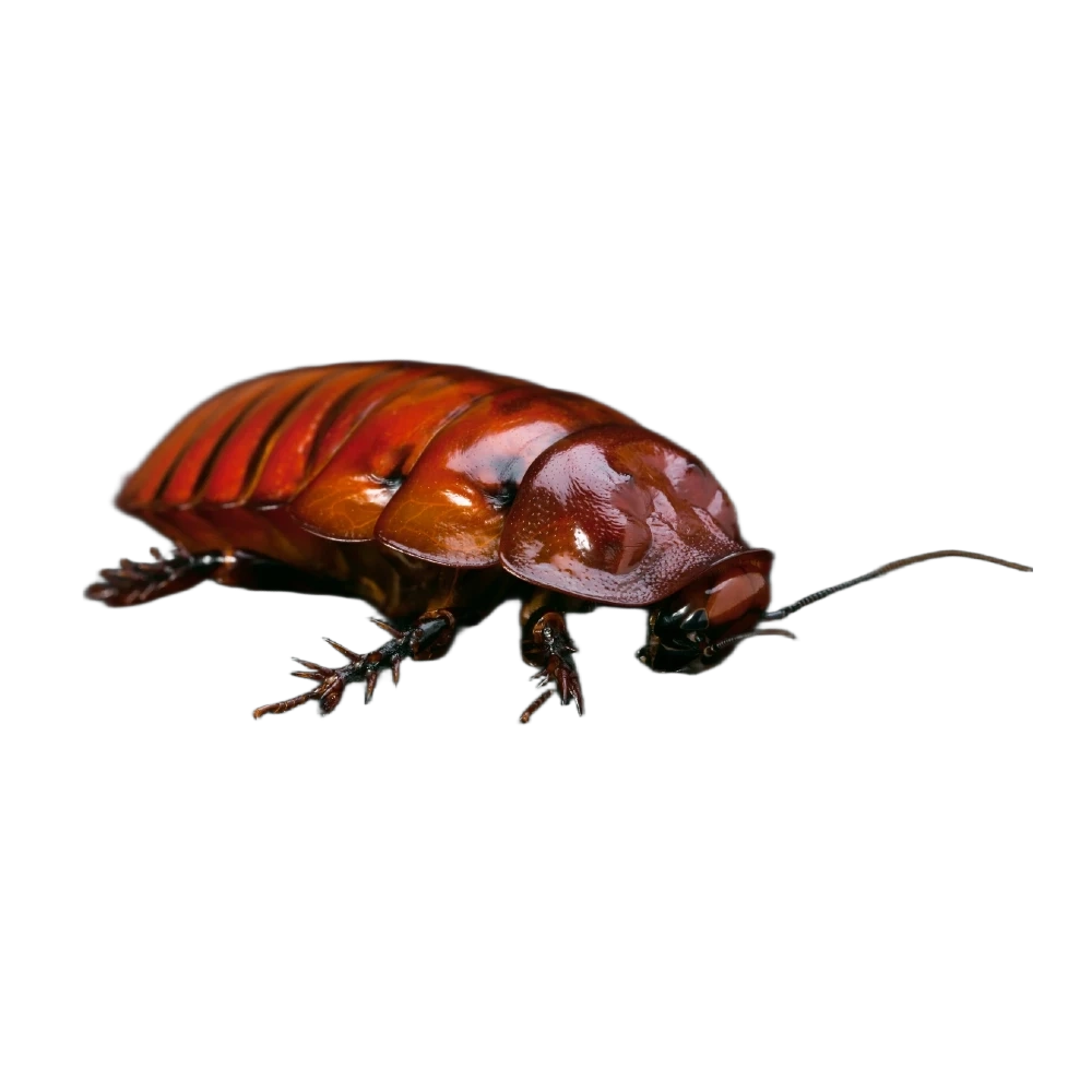 Surinam cockroach