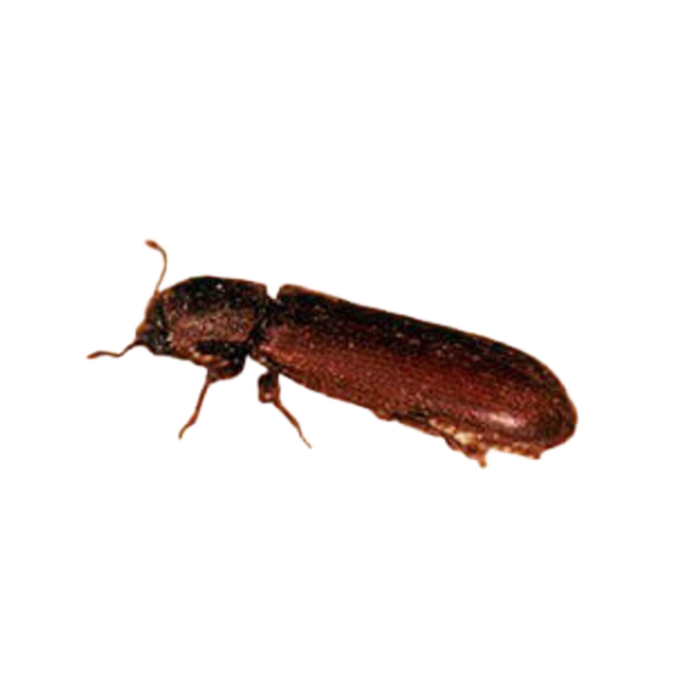 Powder Post Beetle