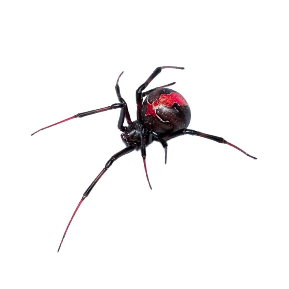 Latrodectus sp.