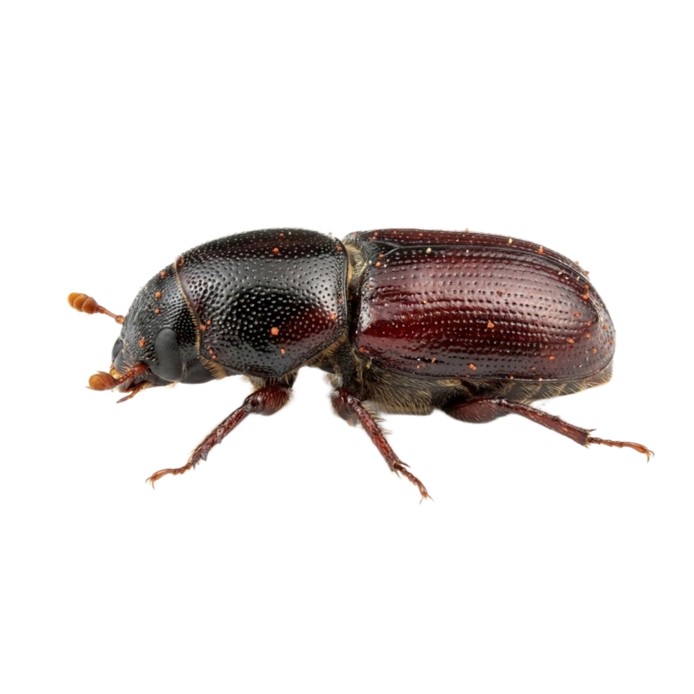Shothole Borer (Kumbang Liang Bubuk)