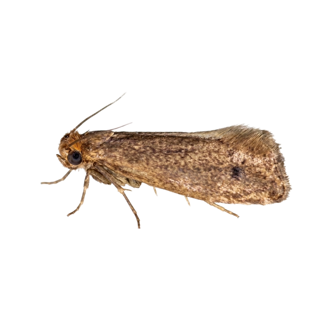 La teigne des pelleteries