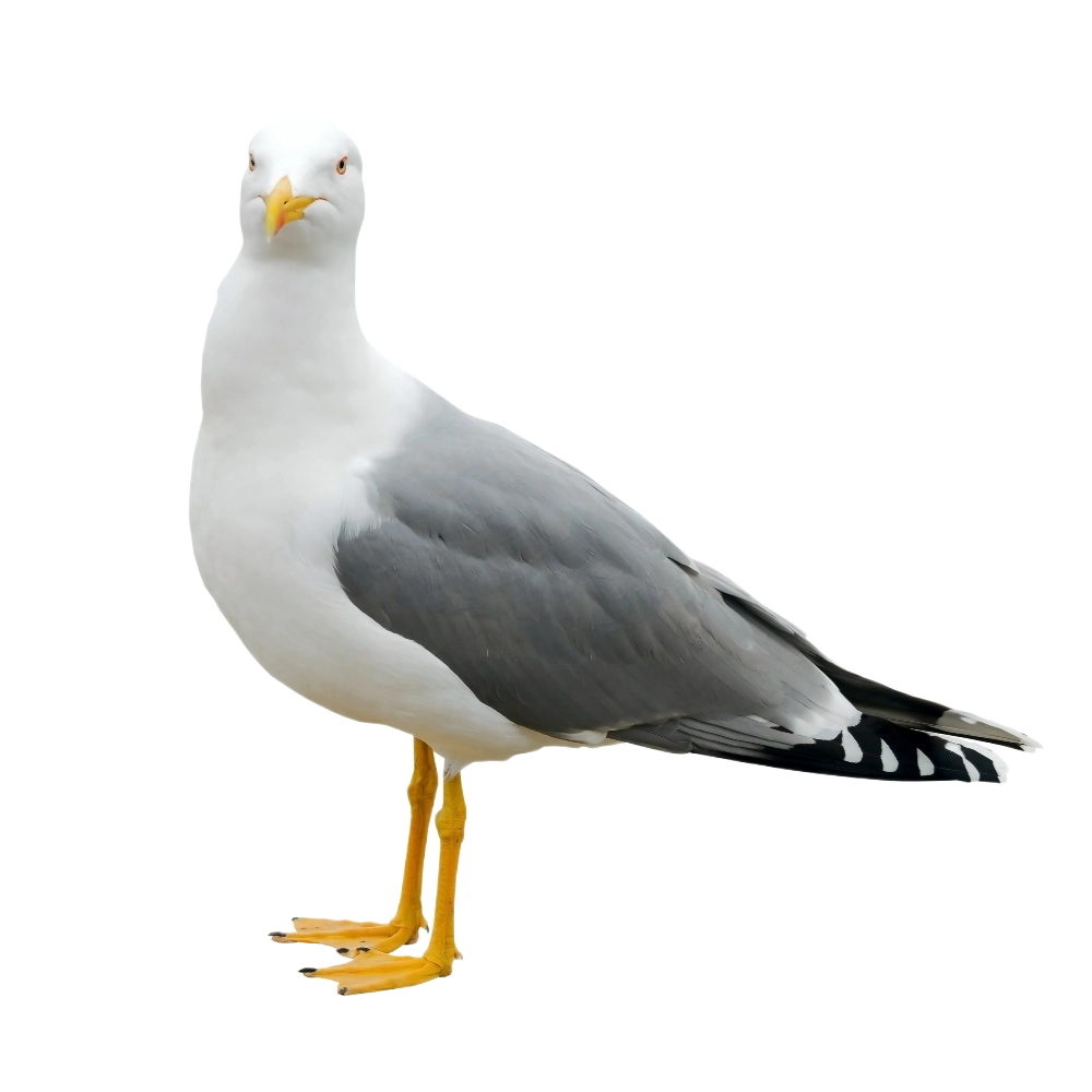 Möwe