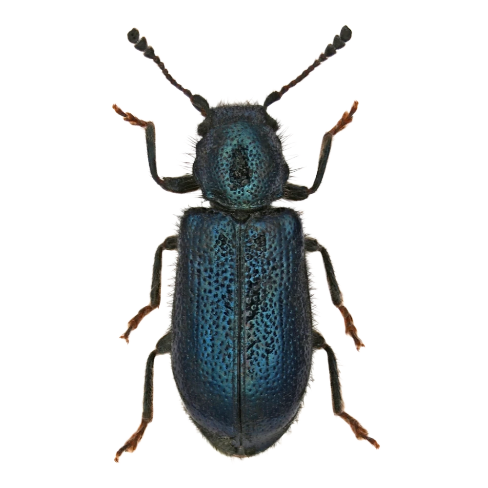 Blauer Fellkäfer