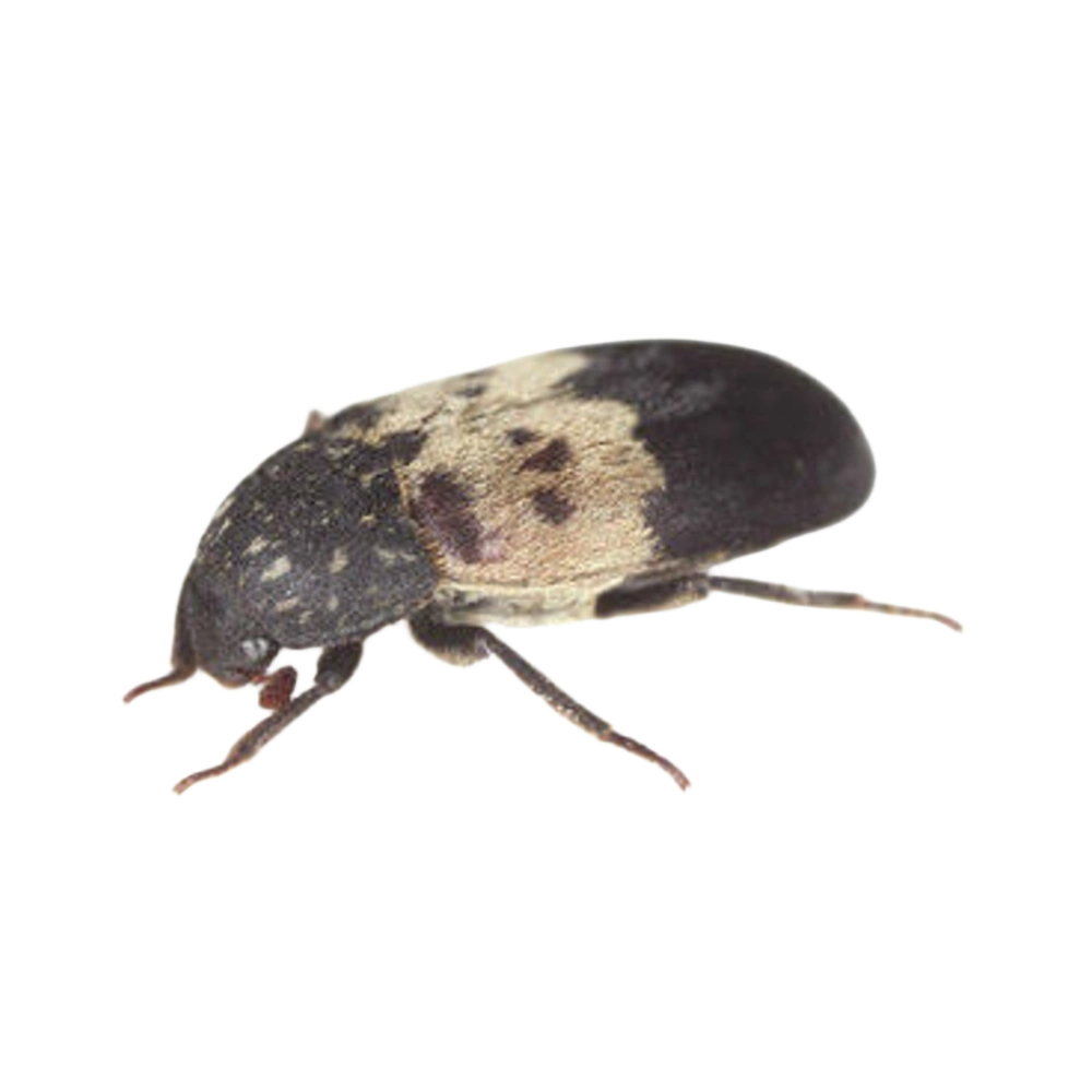 Gemeiner Speckkäfer