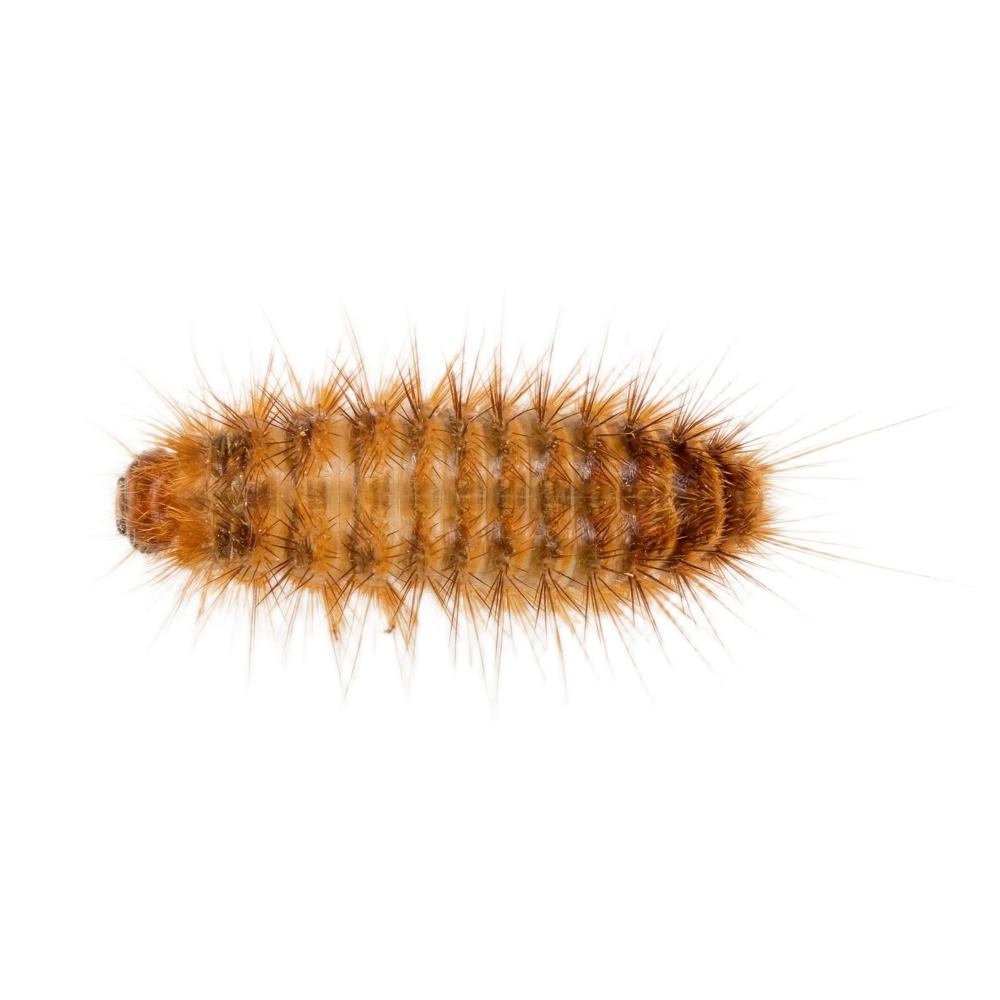 Khaprakäfer