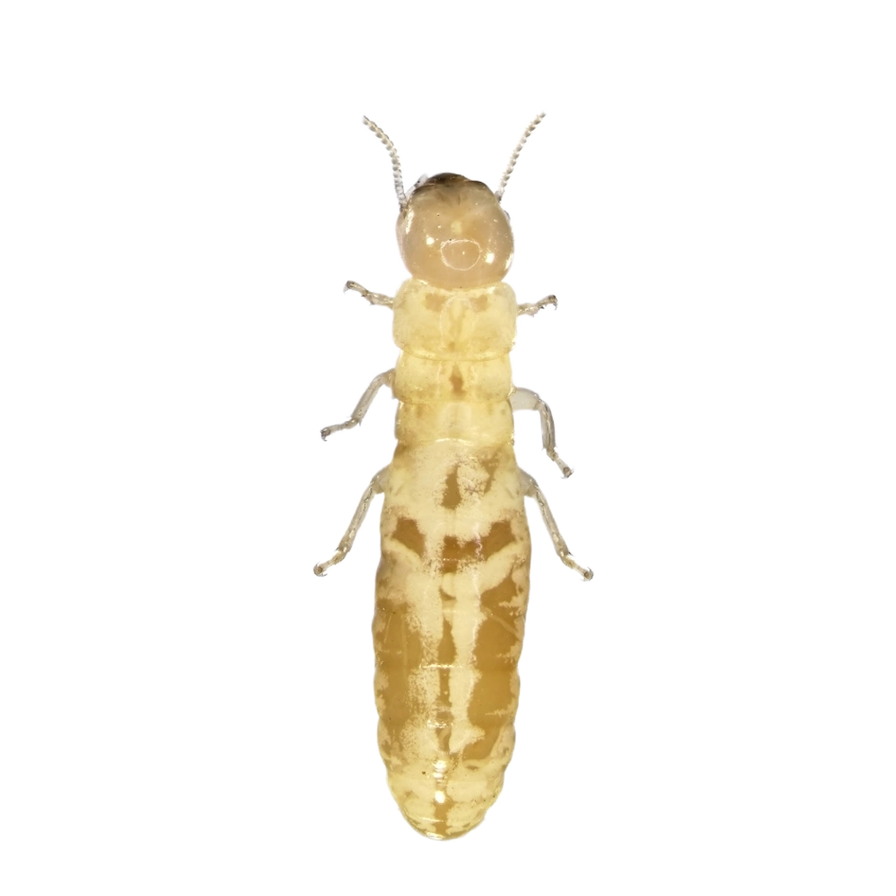 Termite-Workers