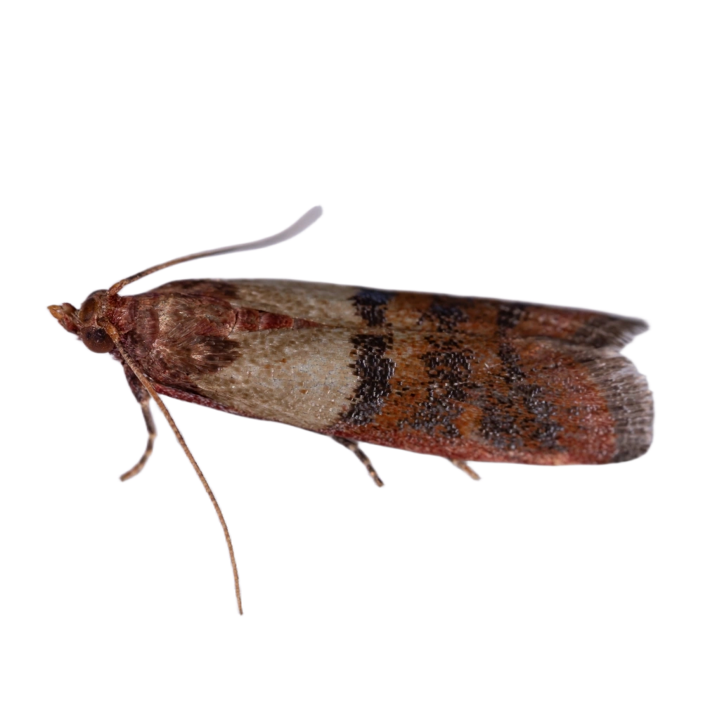 pest-indian-meal-moth