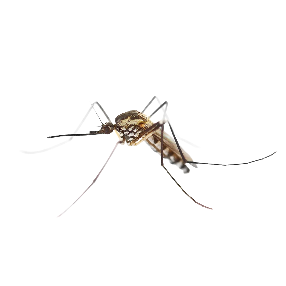 Mosquito común