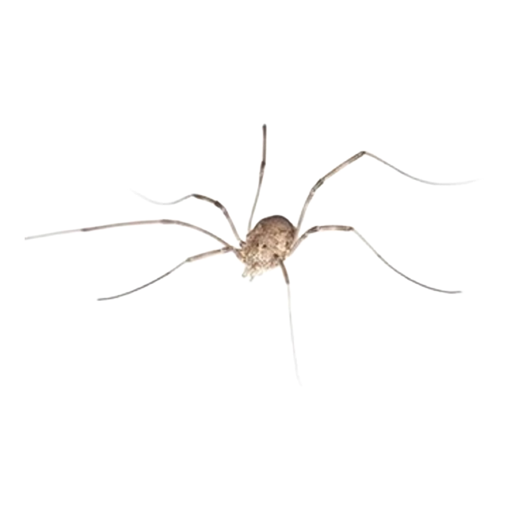 Phalangium Opilio