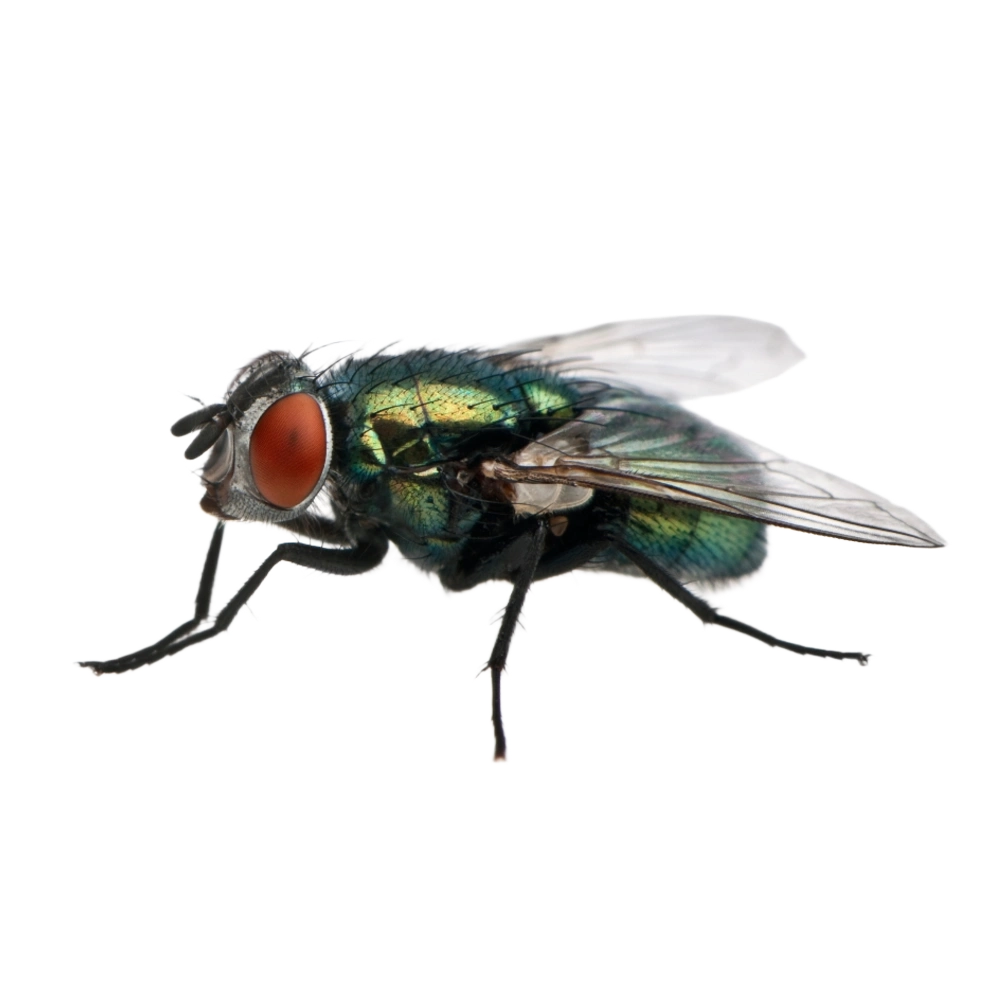 Mosca Verde o Azul