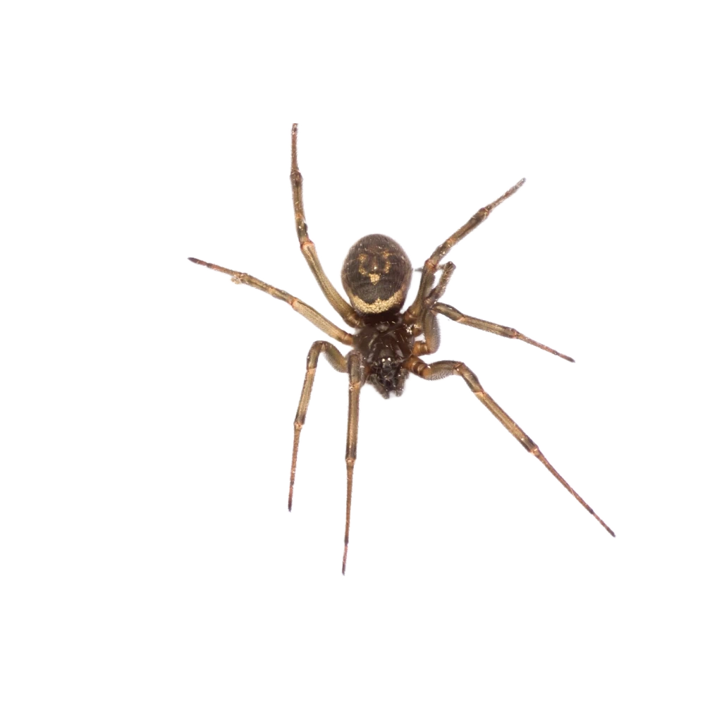 False black widow