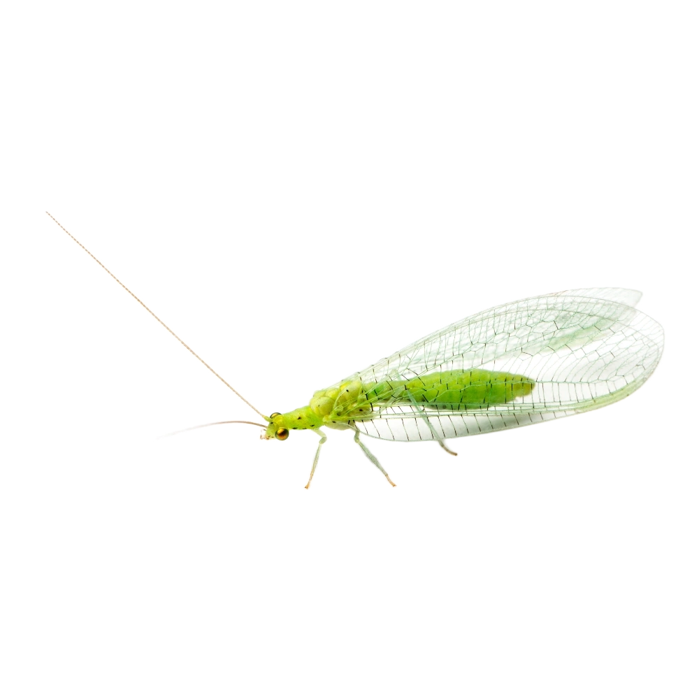 Grüne Florfliege