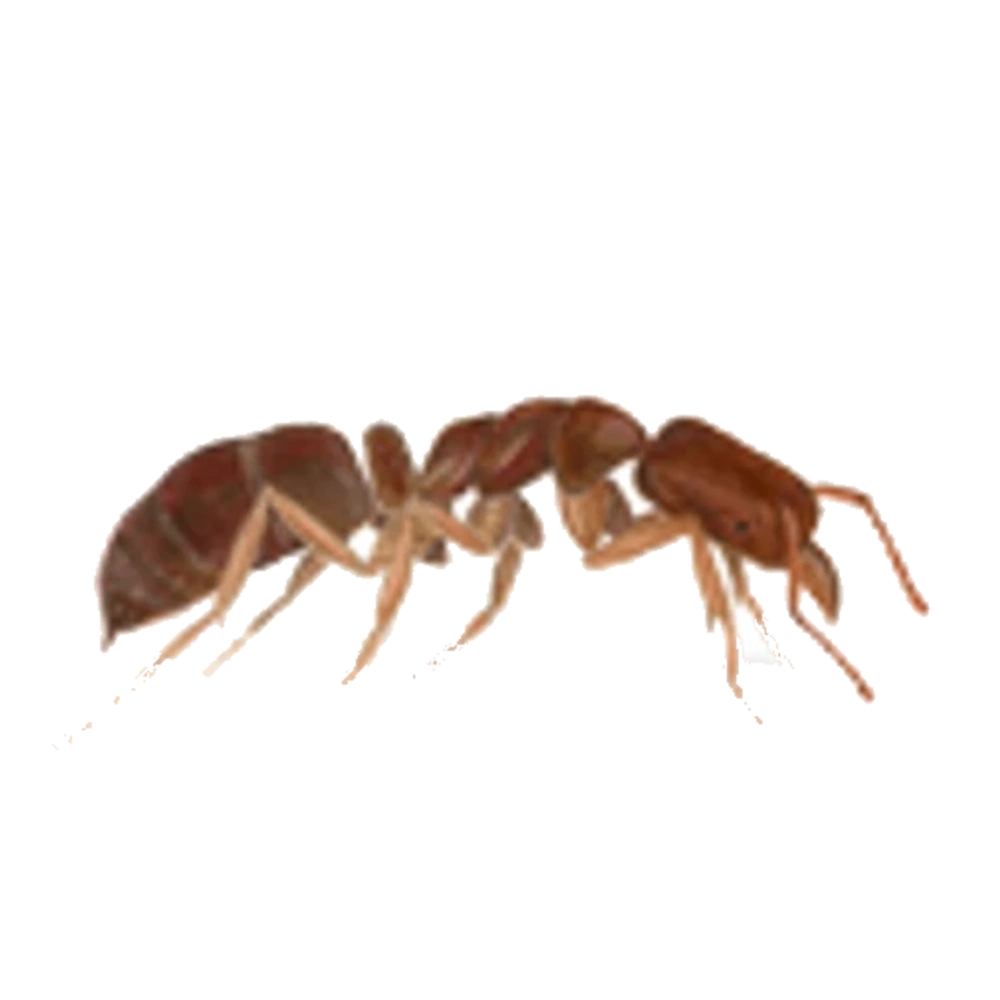 Roger's Ants