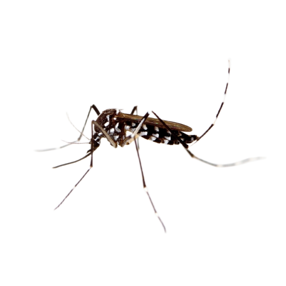 Mosquito Tigre