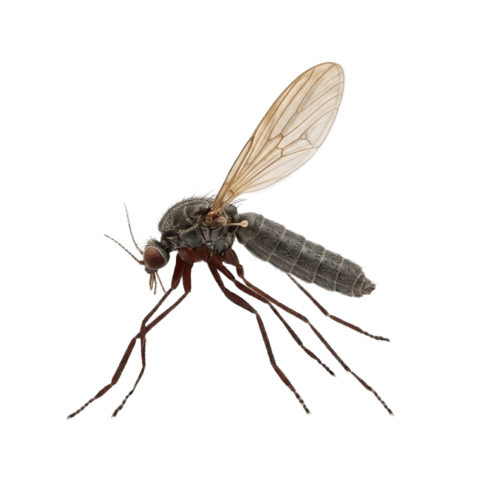 Sand Fly