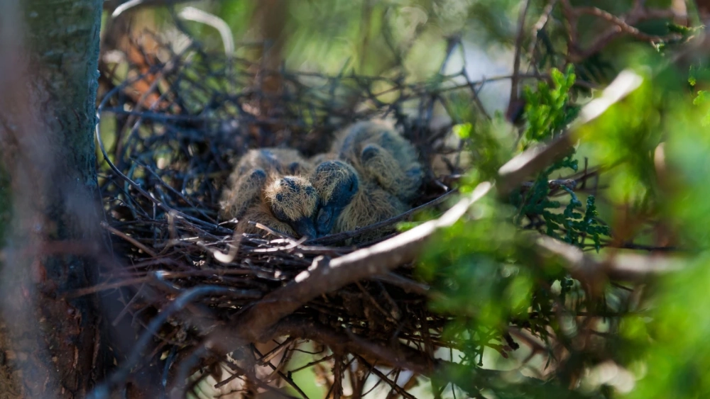 Control de aves
