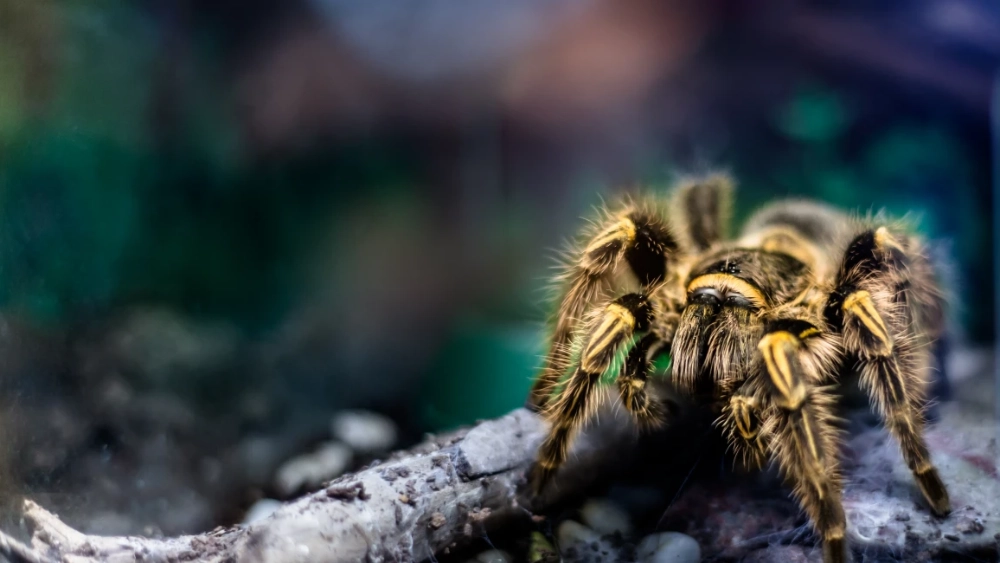 Tarantulas