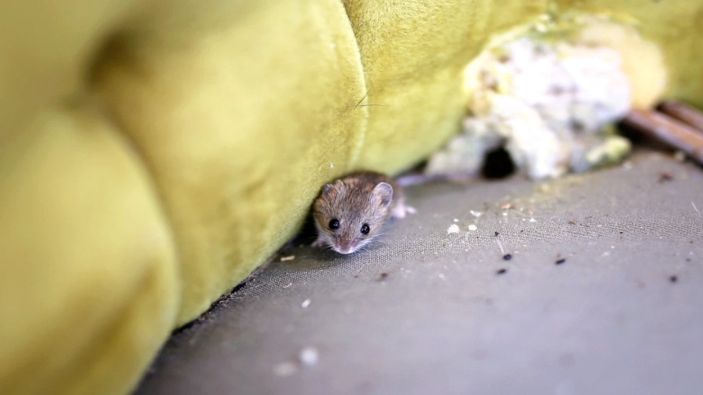 jcehlrich-image-mouse-chewed-furniture-us