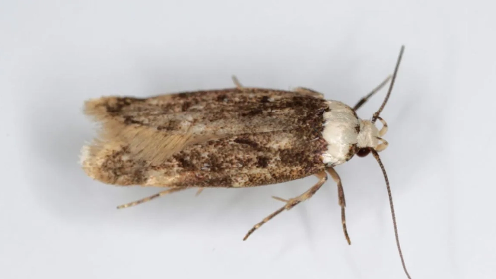 white-shouldered-moth