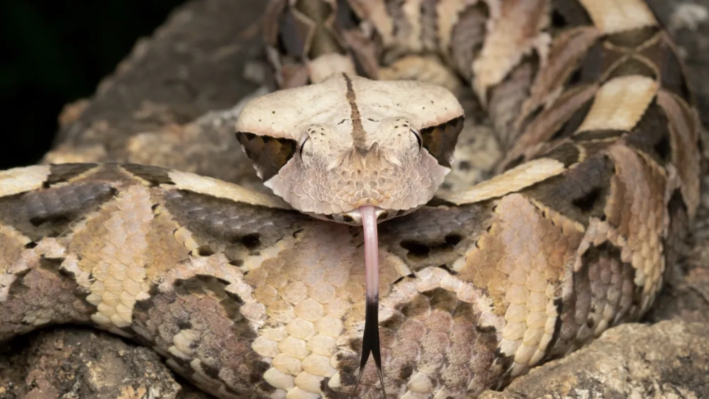 Zehirli – Bayağı Engerek
