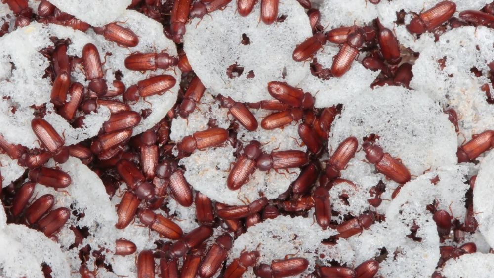 Flour Beetle
