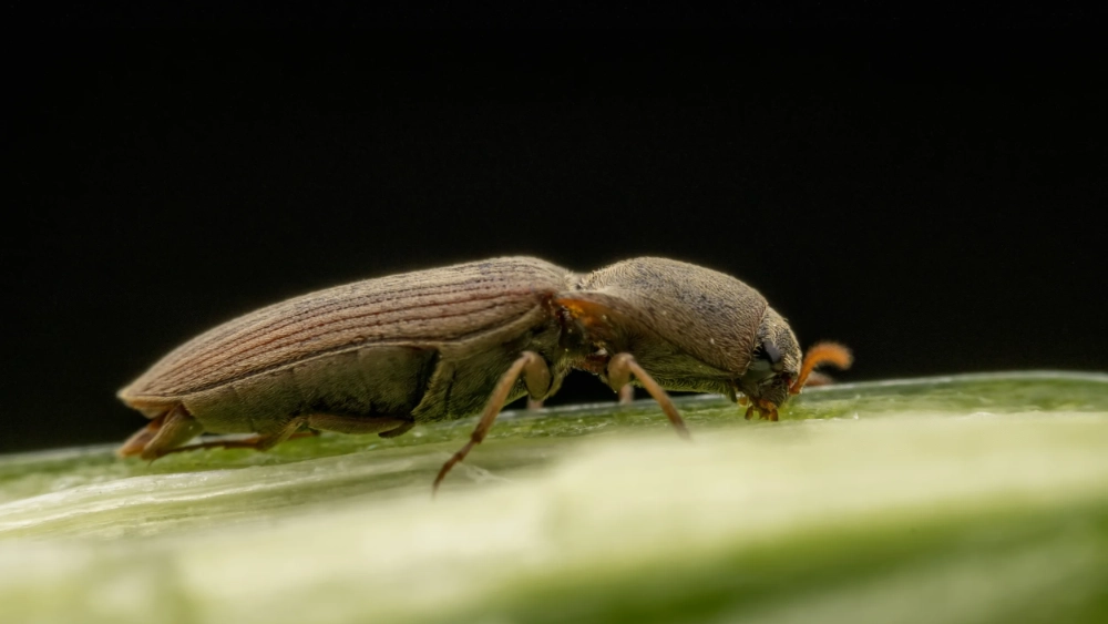 Lesser Grain Borer