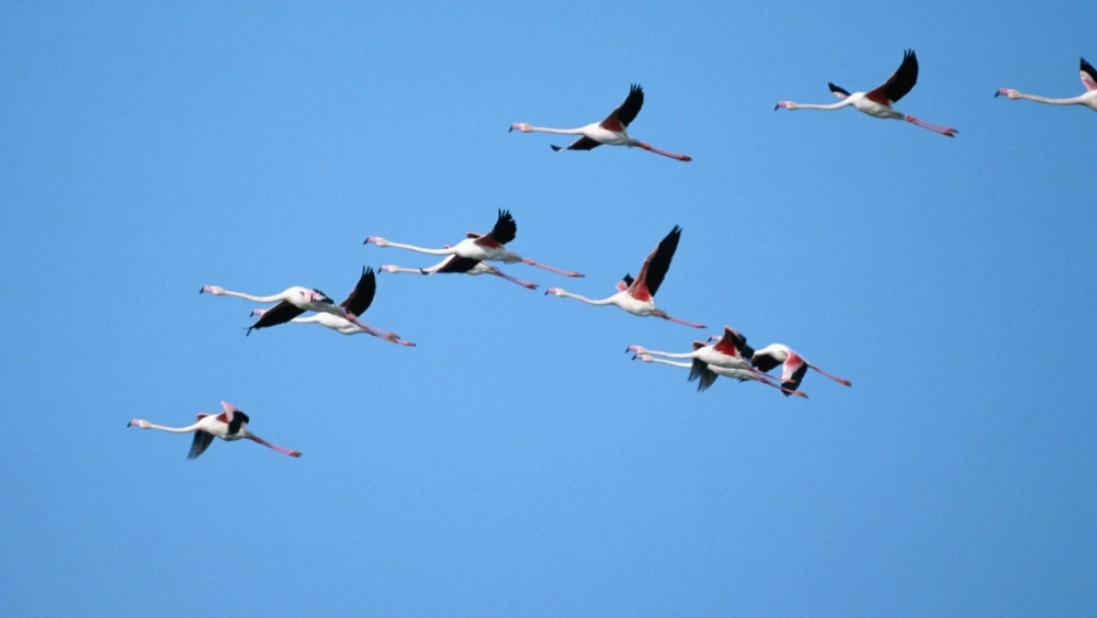  Bird Control