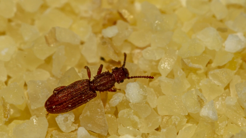  Rusty Grain Beetle