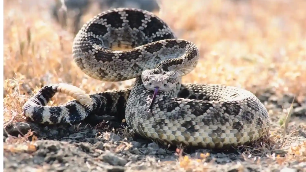Eastern diamondback rattlesnake