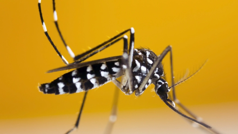  Mosquito Control